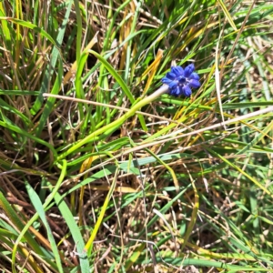 Muscari armeniacum at Hackett, ACT - 17 Sep 2023