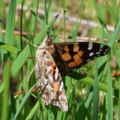 Vanessa kershawi (Australian Painted Lady) at Wodonga, VIC - 16 Sep 2023 by KylieWaldon