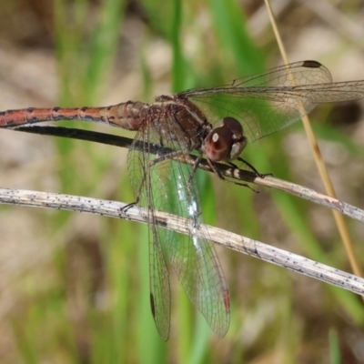 Diplacodes bipunctata (Wandering Percher) at Wodonga, VIC - 16 Sep 2023 by KylieWaldon