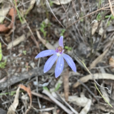 Cyanicula caerulea (Blue Fingers, Blue Fairies) at Bruce, ACT - 17 Sep 2023 by lyndallh