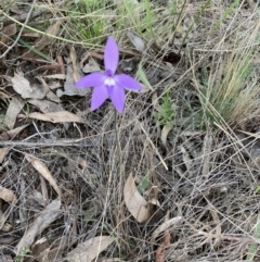 Glossodia major (Wax Lip Orchid) at Bruce Ridge to Gossan Hill - 17 Sep 2023 by lyndallh