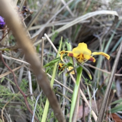 Diuris nigromontana (Black Mountain Leopard Orchid) at Bruce Ridge to Gossan Hill - 17 Sep 2023 by lyndallh
