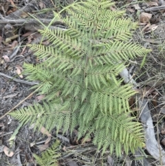 Calochlaena dubia (Rainbow Fern) at Barringella, NSW - 17 Sep 2023 by lbradley