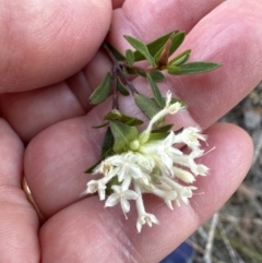 Pimelea linifolia (Slender Rice Flower) at Barringella, NSW - 17 Sep 2023 by lbradley