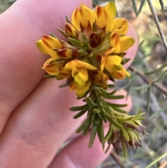 Phyllota phylicoides (Heath Phyllota) at Barringella, NSW - 17 Sep 2023 by lbradley