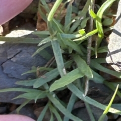 Wahlenbergia gracilis at Yalwal, NSW - 17 Sep 2023 by lbradley