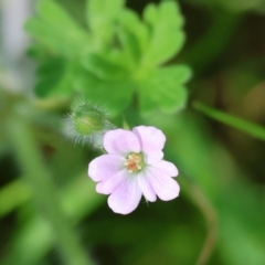 Geranium sp. (Geranium) at Wodonga, VIC - 16 Sep 2023 by KylieWaldon