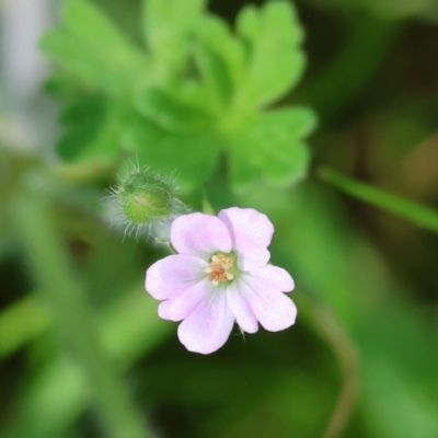 Geranium sp. (Geranium) at Wodonga, VIC - 16 Sep 2023 by KylieWaldon