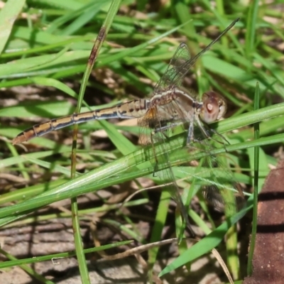 Diplacodes bipunctata (Wandering Percher) at Wodonga, VIC - 16 Sep 2023 by KylieWaldon