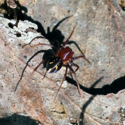 Unidentified Other hunting spider at Wodonga, VIC - 16 Sep 2023 by KylieWaldon