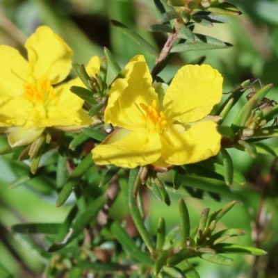 Hibbertia riparia (Erect Guinea-flower) at Wodonga, VIC - 16 Sep 2023 by KylieWaldon