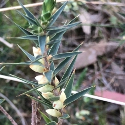 Melichrus urceolatus (Urn Heath) at Lyons, ACT - 10 Sep 2023 by GregC