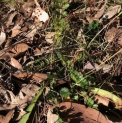 Acaena (genus) at Lyons, ACT - 13 Sep 2023 10:00 AM