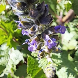 Salvia verbenaca var. verbenaca at Hackett, ACT - 17 Sep 2023