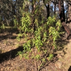 Olearia lirata at Lyons, ACT - 10 Sep 2023 03:50 PM