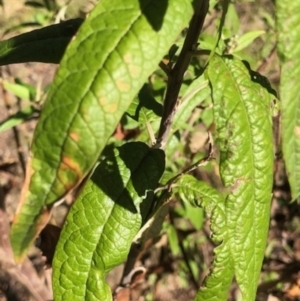 Olearia lirata at Lyons, ACT - 10 Sep 2023 03:50 PM