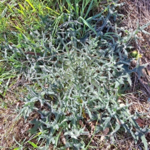 Cirsium vulgare at Hackett, ACT - 17 Sep 2023 03:35 PM