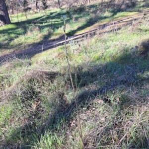 Sorbus domestica at Mount Majura - 17 Sep 2023