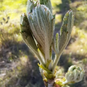 Sorbus domestica at Mount Majura - 17 Sep 2023 03:36 PM