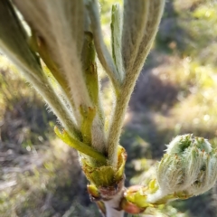 Sorbus domestica at Mount Majura - 17 Sep 2023 03:36 PM