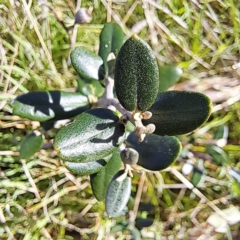 Olea europaea subsp. cuspidata (African Olive) at Hackett, ACT - 17 Sep 2023 by abread111