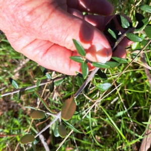 Olea europaea subsp. cuspidata at Hackett, ACT - 17 Sep 2023