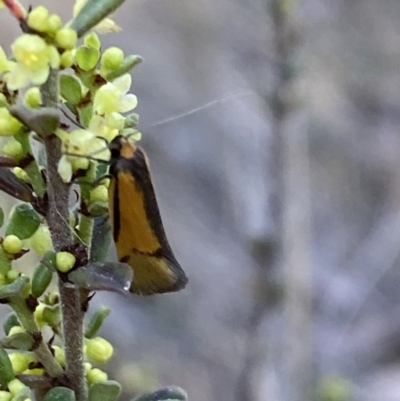 Philobota undescribed species near arabella (A concealer moth) at Mount Jerrabomberra QP - 17 Sep 2023 by Steve_Bok