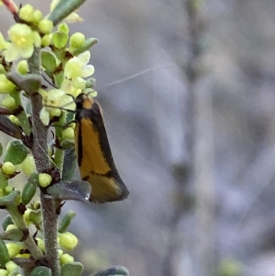 Philobota undescribed species near arabella (A concealer moth) at Jerrabomberra, NSW - 17 Sep 2023 by SteveBorkowskis