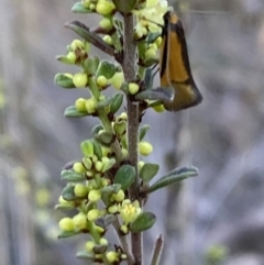 Philobota undescribed species near arabella at Jerrabomberra, NSW - 17 Sep 2023