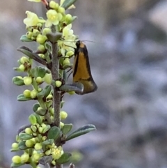 Philobota undescribed species near arabella at Jerrabomberra, NSW - 17 Sep 2023