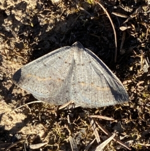 Taxeotis subvelaria at Jerrabomberra, NSW - 17 Sep 2023