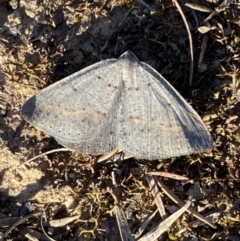 Taxeotis subvelaria at Jerrabomberra, NSW - 17 Sep 2023