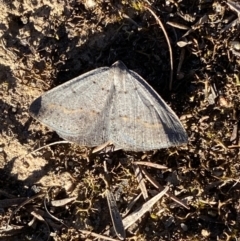 Taxeotis subvelaria at Jerrabomberra, NSW - 17 Sep 2023