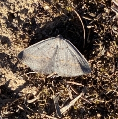 Taxeotis subvelaria at Jerrabomberra, NSW - 17 Sep 2023 04:43 PM