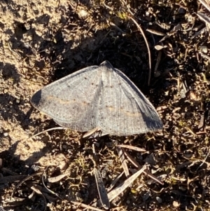 Taxeotis subvelaria at Jerrabomberra, NSW - 17 Sep 2023