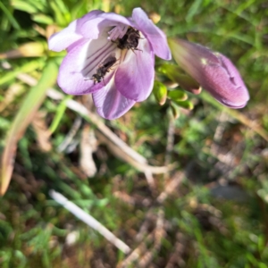 Lasioglossum sp. (genus) at Hackett, ACT - 17 Sep 2023