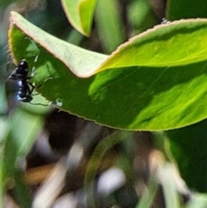 Formicidae (family) at Hackett, ACT - 17 Sep 2023