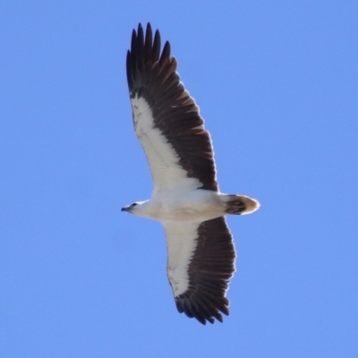 Icthyophaga leucogaster (White-bellied Sea-Eagle) at Cleveland, QLD - 17 Sep 2023 by TimL