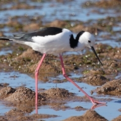 Himantopus leucocephalus (Pied Stilt) at Wellington Point, QLD - 19 Jul 2023 by TimL