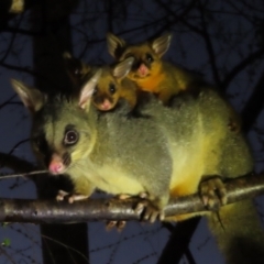 Trichosurus vulpecula (Common Brushtail Possum) at Rivett, ACT - 17 Sep 2023 by maXineC