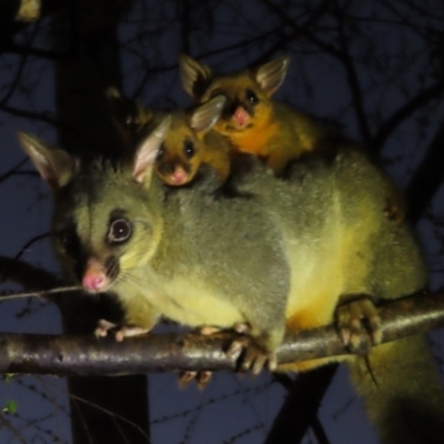 Trichosurus vulpecula (Common Brushtail Possum) at Rivett, ACT - 17 Sep 2023 by maXineC