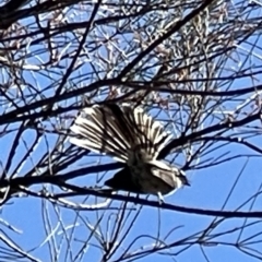 Rhipidura albiscapa (Grey Fantail) at Mount Majura - 16 Sep 2023 by Louisab