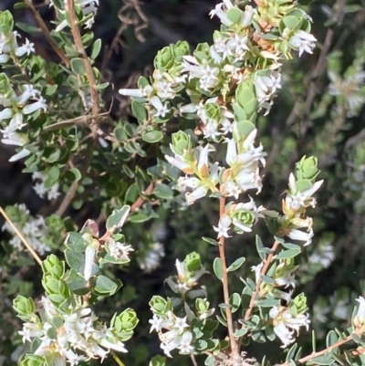 Brachyloma daphnoides (Daphne Heath) at Grenfell, NSW - 16 Sep 2023 by RAllen