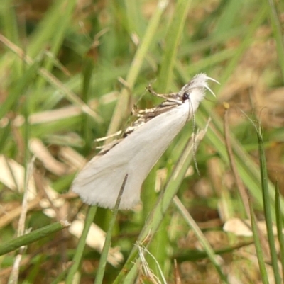 Zacorus carus (White Wingia) at Braemar, NSW - 15 Sep 2023 by Curiosity