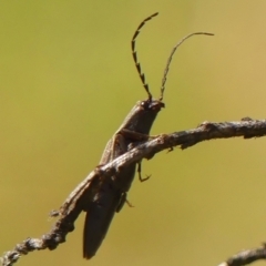 Elateridae (family) at Braemar, NSW - 15 Sep 2023 by Curiosity