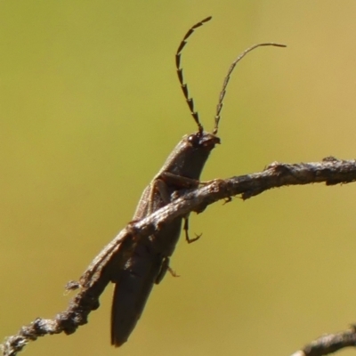 Elateridae (family) at Braemar, NSW - 15 Sep 2023 by Curiosity