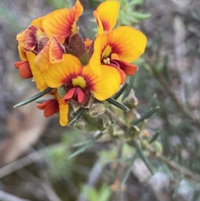 Dillwynia sericea (Egg And Bacon Peas) at Grenfell, NSW - 15 Sep 2023 by RAllen