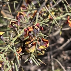 Daviesia genistifolia (Broom Bitter Pea) at Sweeney's Travelling Stock Reserve - 17 Sep 2023 by JaneR