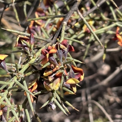 Daviesia genistifolia (Broom Bitter Pea) at Sweeney's Travelling Stock Reserve - 17 Sep 2023 by JaneR