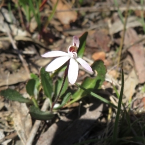 Caladenia fuscata at Hall, ACT - suppressed